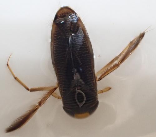 Hesperocorixa sahlbergi